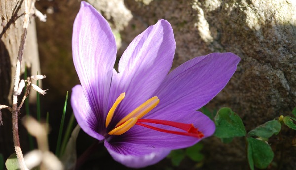 image of CROCUS