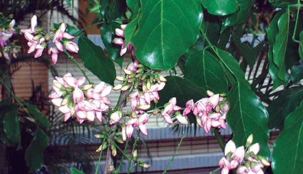 image of PONGAMIA