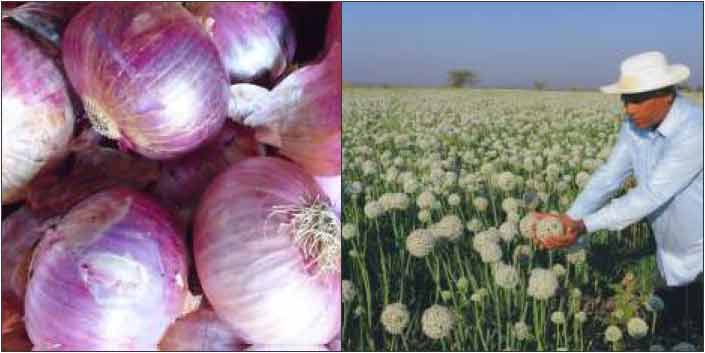 Sona-40: Improved Onion Variety - Photo