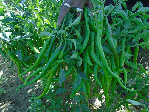 Palli: Dual Purpose Chilli Variety for Chutney & Sauce - Photo
