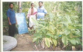 Herbal Medicine for heart palpitation/ Herbal medicine for malaria etc. - Photo