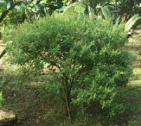 A trap for worms affecting cardamom - Photo