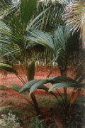 Crossing in coconut trees - Photo