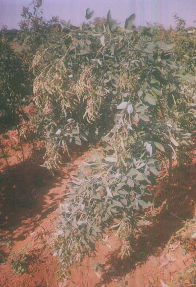 New Variety of pigeon pea G.D.P - Photo