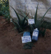 Control of sucking pest/ Control of Prodenia and Heliothis etc. - Photo
