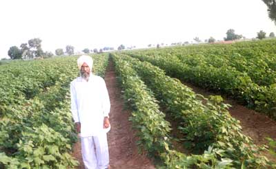 Cotton cultivation in water stress condition - Photo