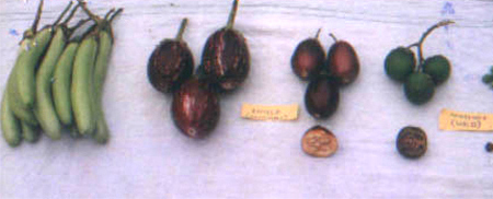Edible Perennial Brinjal variety - Photo