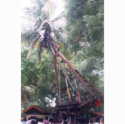 Coconut harvester - Photo