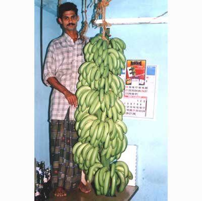 High yield plantain - Photo