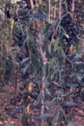 Kandakayam system - a new innovation in Vanilla cultivation - Photo