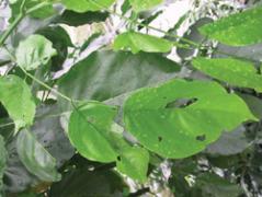 Control of sucking pests in cotton - Photo