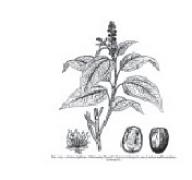 Traditional Livestock Healer 2 - Photo