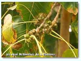 Traditional Herbal healer 8 - Photo