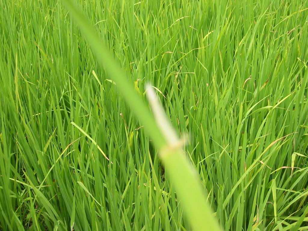 HMT - Paddy Variety - Photo