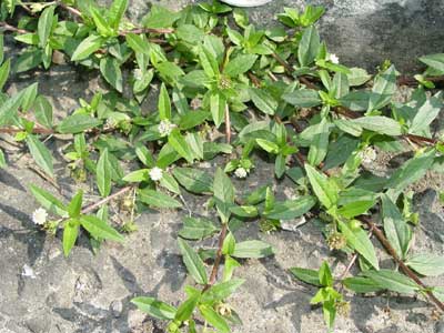 Traditional Herbal Healer 5 - Photo