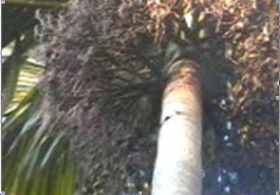 Vertex or Head cutting in Areca Palm for raining productivity - Photo