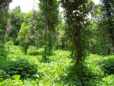 Papachchan style of Pepper Cultivation - Photo