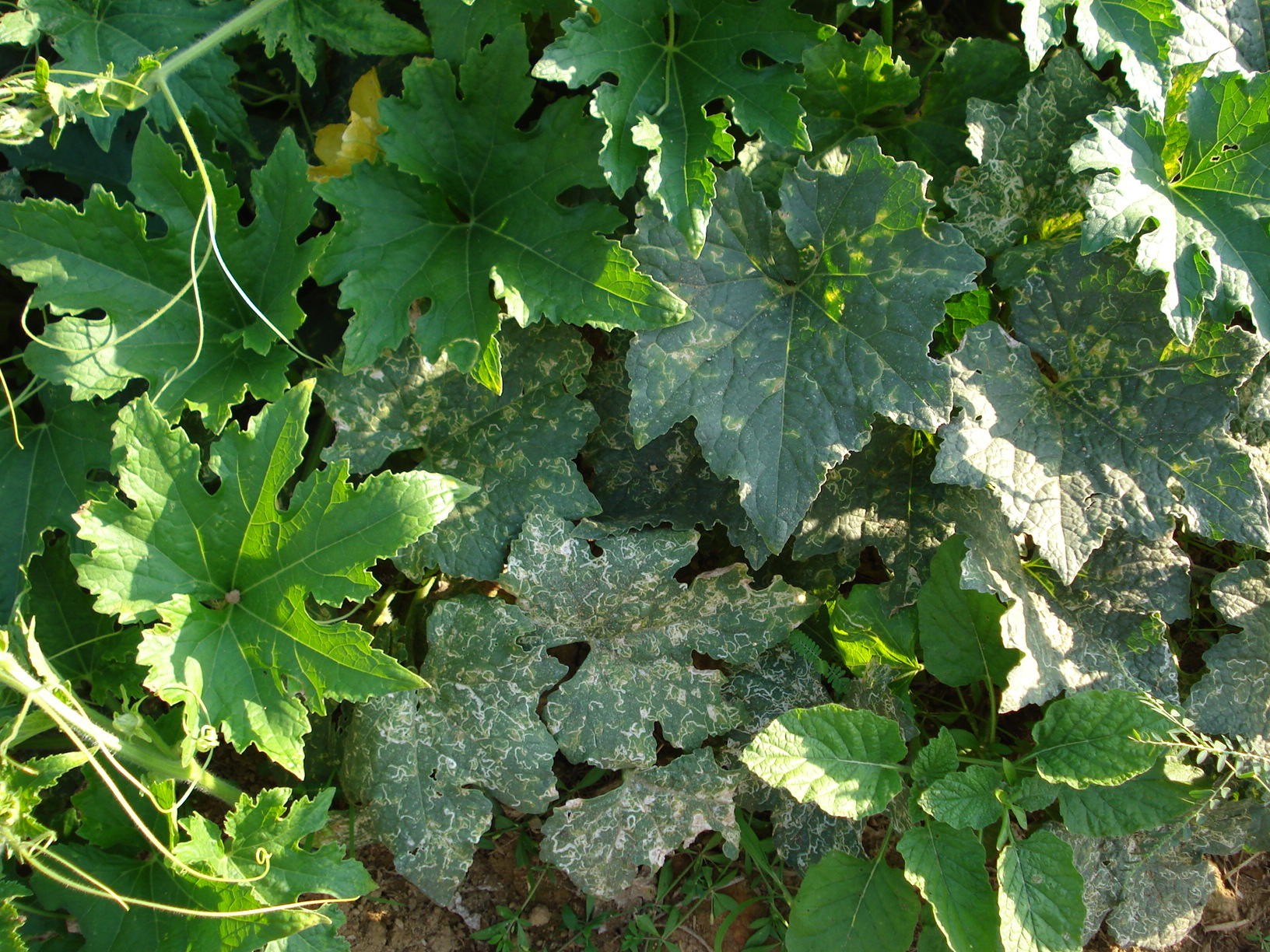 Yellow Mosaic Virus resistant white gourd variety - Photo