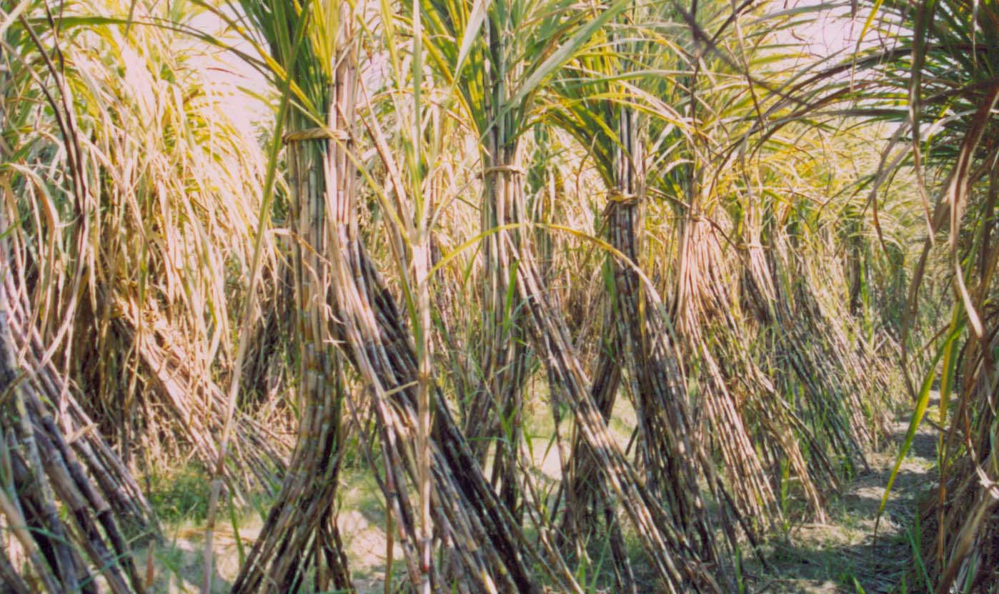 Compressed air engine technologies - Photo