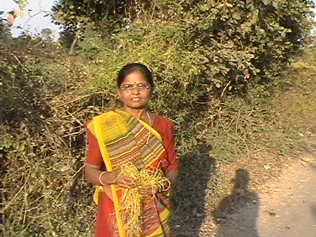 Herbal Preparation for Poultry Immunity - Photo