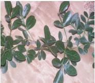 Herbal Preparation to Control Maize Stem Borer - Photo