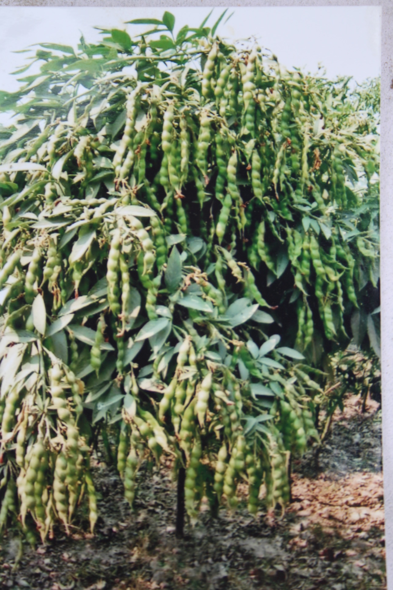 Improved Varieties of Wheat, Paddy, Mustard and Pigeon pea - Photo