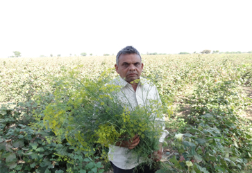 Pest control in crops using Anethum spp - Photo