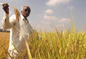 NMS-2- An improved and high yielding variety of paddy - Photo
