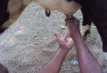 Herbal medication for curing mastitis in animals - Photo