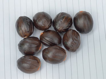 Kochukudy - Improved nutmeg variety - Photo