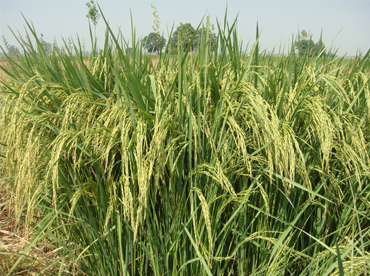 Surjeet Basmati 1- High yielding and salt tolerant paddy variety - Photo