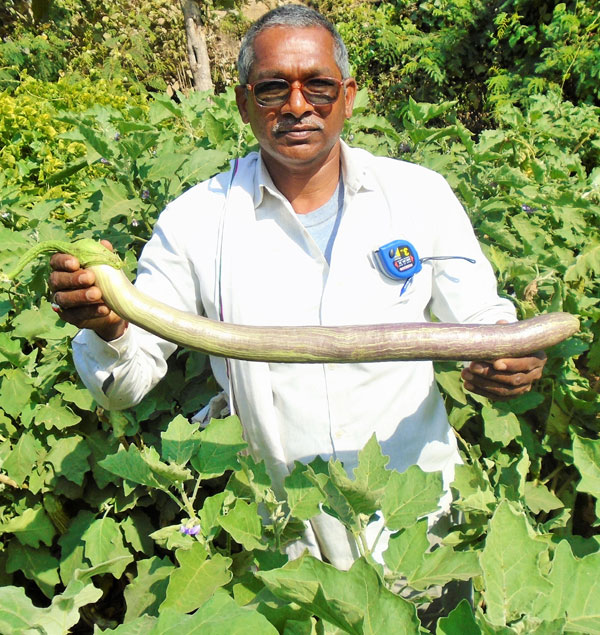 Improved traditional variety of Brinjal Niranjan Bhata - Photo