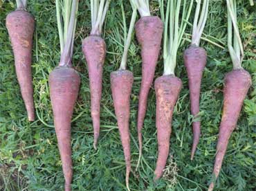 Madhuvan Gajar- Improved Carrot Variety - Photo