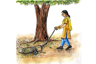 A device to collect Mahua flowers from ground - Photo
