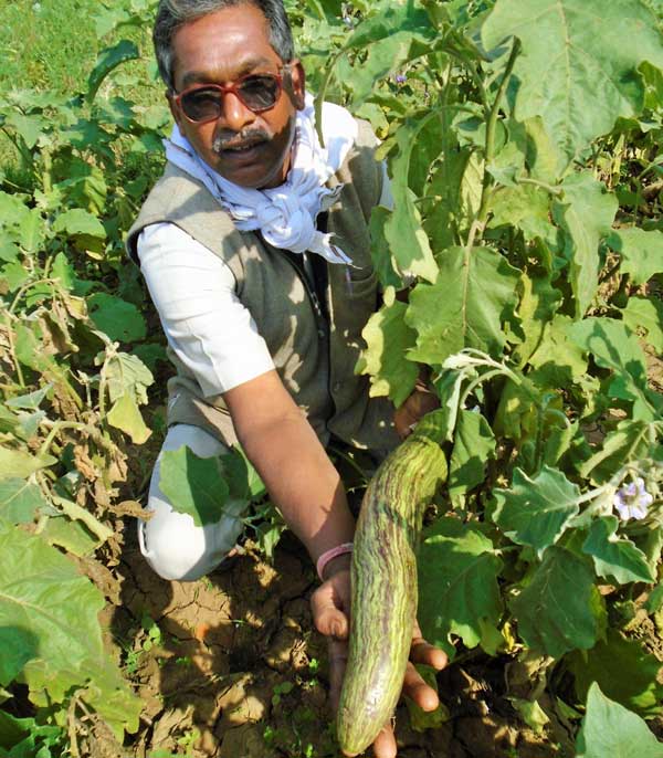 Image of Improved traditional variety of Brinjal Niranjan Bhata