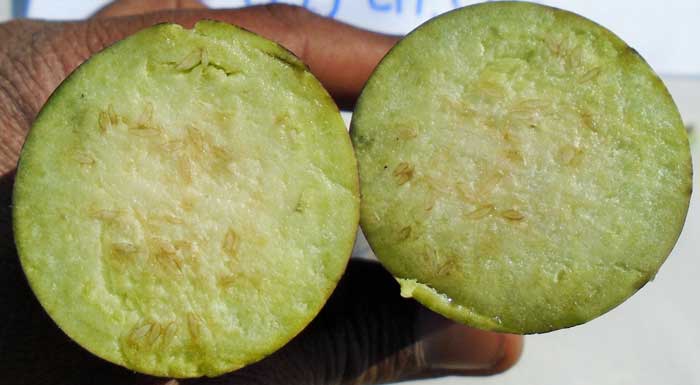 Image of Improved traditional variety of Brinjal Niranjan Bhata