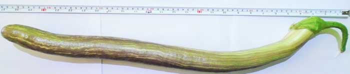 Image of Improved traditional variety of Brinjal Niranjan Bhata