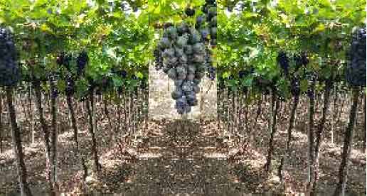Image of Sarita Seedless and Nanasaheb Purple Seedless: Improved Varieties of Black Grapes
