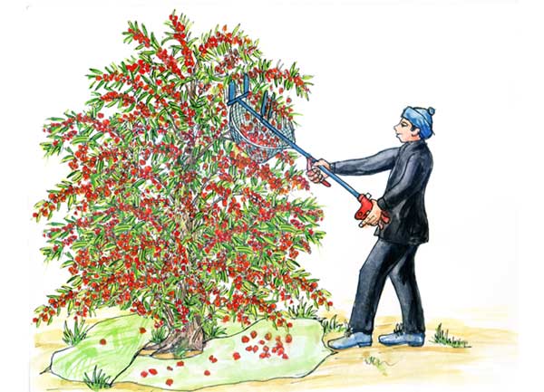 Image of Sea buckthorn harvester