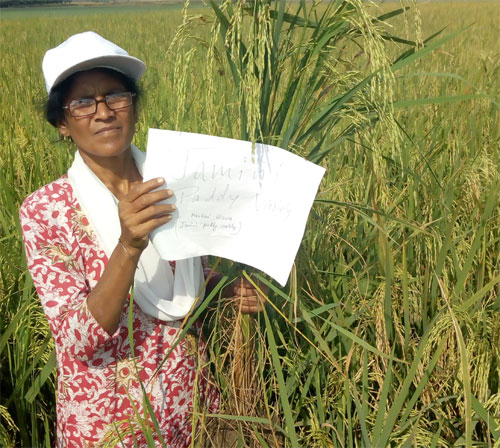 Image of M-Jamini: Fine Grain Aromatic Rice Variety