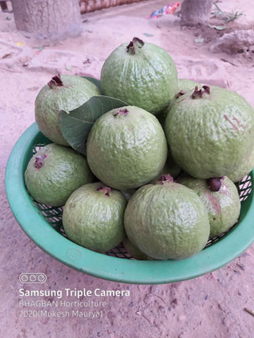 Image of G-Vilas Pasand â€“ Improved Guava Variety 
