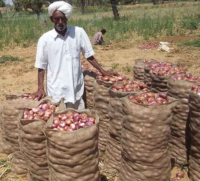 Image of RashidpuraPyaj - Onion Variety