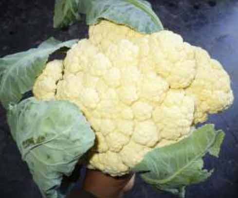 Image of Tha Animakhai Chabi-Traditional Cauliflower Variety