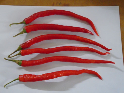 Image of Palli: Dual Purpose Chilli Variety for Chutney & Sauce